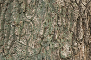 old oak bark texture background