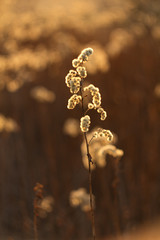 An old dry flower, a dried plant grass reeds in the spring after winter.