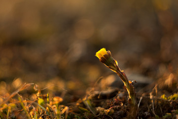 Yellow Spring Medicinal Flower Tussilago farfara, sometimes also a footstool