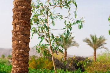Fototapeta premium Egypt. Red sea day. Beach, palms
