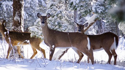 Deer in snow out in the forest