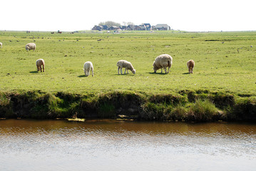 Sheeps on the Hallig Hooge, Germany © Olaf