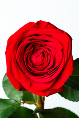 Red rose bud on white background close-up isolate