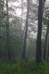 Misty autumnal morning and natural alder forest