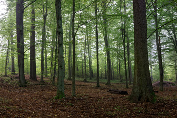 Oak and hornbeam trees against light of morning
