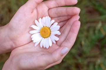 Woman holds chamomile in hand