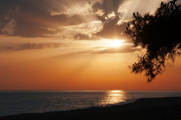 Nice sunset with sea and pine