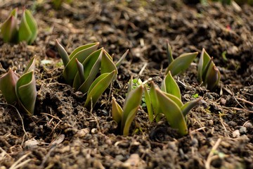 seedlings in soil