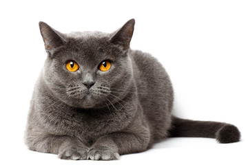 British gray cat sitting in front of white background