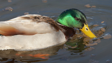 Ánade Real en el Parque de las Llamas en Santander, Cantabria