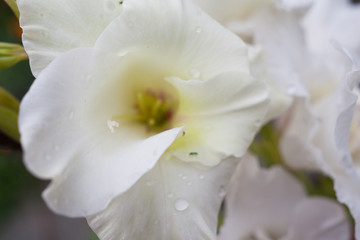 Fototapeta na wymiar white gladiolus in the garden
