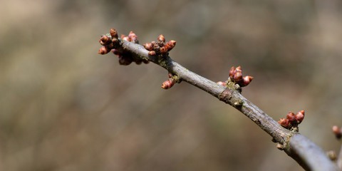 Spring twig budding buds leaves flowers spring nature background.