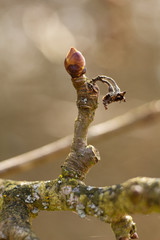 Spring twig budding buds leaves flowers spring nature background.