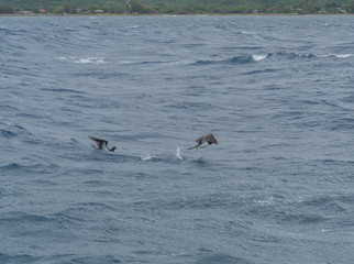 Brown boobies taking off from water near the shore of Kauai, Hawaii