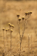 An old dry flower, dried thistle in spring after winter.