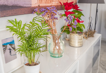 plants for interior design for the home