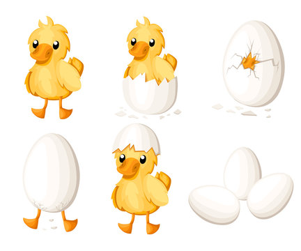 Set of duckling hatch from the egg. Cute duckling in cartoon style. Vector illustration isolated on white background. Website page and mobile app design