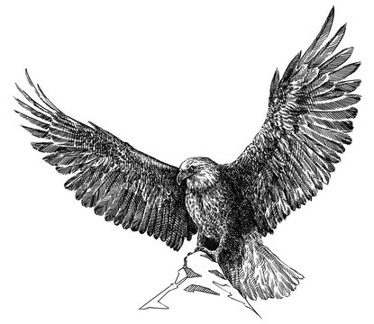 black and white engrave isolated eagle illustration