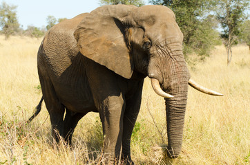 Fototapeta na wymiar African Elephant Bull. Kruger National Park, South Africa 