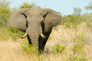 Fototapeta premium African Elephant Bull. Kruger National Park, South Africa 