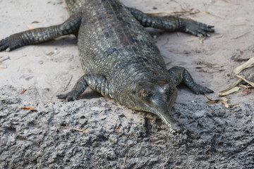 Gharial 