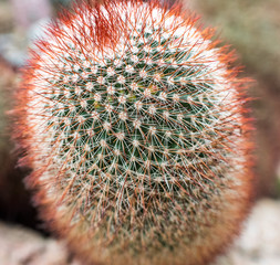 spiny pincushion cactus