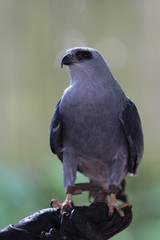 Mexican Goshawk / Gray Hawk 