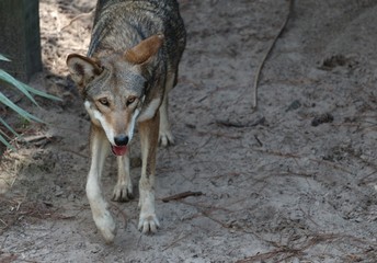 Red Wolf / AKA Florida Black Wolf & Mississippi Valley Wolf  