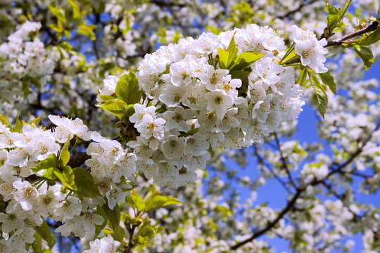 A cherry branch covered by blossoms