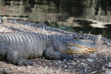 Alligator 