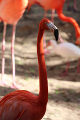 Portrait of a American Flamingo / Birds 
