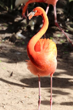 Portrait of a American Flamingo / Birds 