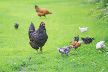 Chickens family outdoors