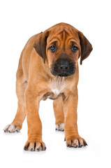 Rhodesian Ridgeback Welpe isoliert auf weißem Grund