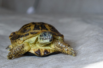 portrait of a turtle macro