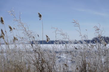 winter landscape and trees in the hoarfrost, sunny winter landscape, turquoise blue sunny sky, ice, white background