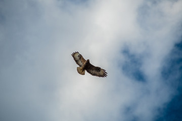 Hawk flying in the blue sky
