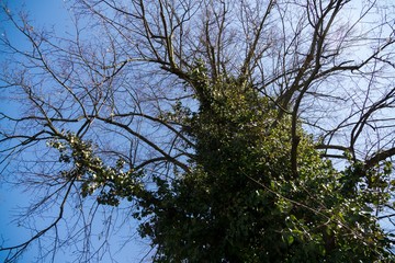 Trees in the park. Slovakia