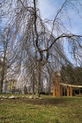 Trees in the park. Slovakia