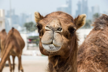 camel market in Doha, Qatar