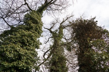 Trees in the park. Slovakia