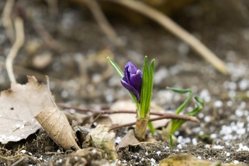 Crocus flowers during spring. Slovakia