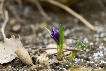 Crocus flowers during spring. Slovakia