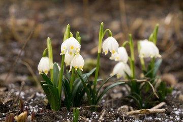 Spring flowering. Snowdrops in the park. Slovakia