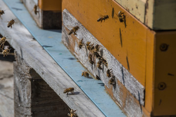 A beehive and its hard working small bees