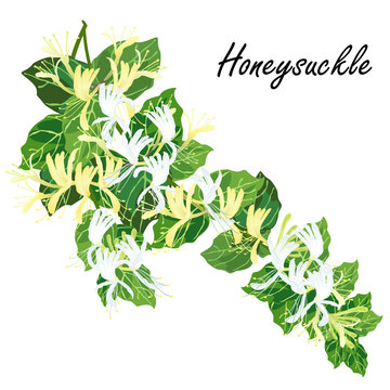 Honeysuckle (Lonicera japonica). Hand drawn realistic vector illustration of honeysuckle branch with flowers isolated on white background.