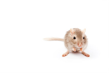 gray mouse gerbil