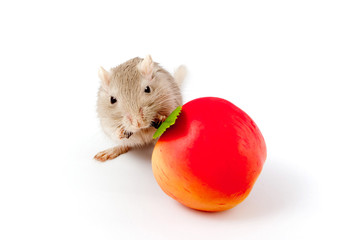gray mouse gerbil