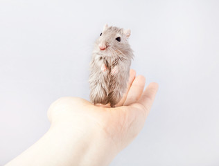gray mouse gerbil