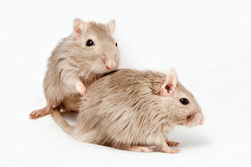 two gray mouse gerbils on white background (reproduction, mating)